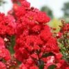 RUFFLED RED MAGIC™ CRAPEMYRTLE -Shrubs Central DETA5 3239