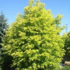 GOLDEN SUNSHINE WILLOW -Shrubs Central DETA5 3272