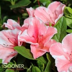 AUTUMN SUNBURST® ENCORE® AZALEA -Shrubs Central DETA5 3309