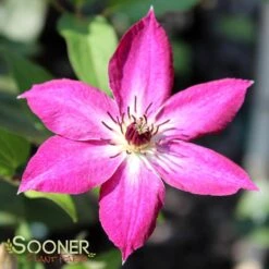 VIVA POLONIA CLEMATIS -Shrubs Central DETA5 3350