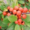 LITTLE GOBLIN® ORANGE WINTERBERRY HOLLY 1 LITTLE GOBLIN® ORANGE WINTERBERRY HOLLY -Shrubs Central DETA5 3356