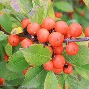 LITTLE GOBLIN® ORANGE WINTERBERRY HOLLY