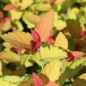 DOUBLE PLAY® CANDY CORN® SPIRAEA 4 DOUBLE PLAY® CANDY CORN® SPIRAEA - Image 2