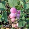 PROUD BERRY® CORALBERRY -Shrubs Central DETA5 3368