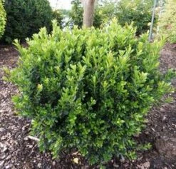 BABY JADE™ BOXWOOD 7 BABY JADE™ BOXWOOD -Shrubs Central DETA5 3382