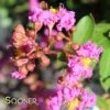 INFINITINI® ORCHID CRAPEMYRTLE 2 INFINITINI® ORCHID CRAPEMYRTLE -Shrubs Central DETA5 3441