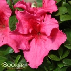 BLOOM-A-THON® HOT PINK AZALEA -Shrubs Central DETA5 3448