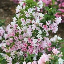 CZECHMARK TRILOGY® WEIGELA -Shrubs Central DETA5 3617