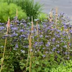 STAND BY ME BUSH CLEMATIS -Shrubs Central DETA5 3631