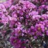 BLACK DIAMOND® PURELY PURPLE CRAPEMYRTLE -Shrubs Central DETA5 3712