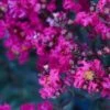 BLACK DIAMOND® MYSTIC MAGENTA CRAPEMYRTLE -Shrubs Central DETA5 3713