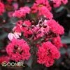 DOUBLE DYNAMITE® CRAPEMYRTLE -Shrubs Central DETA5 3805