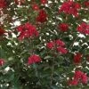 COLORAMA™ SCARLET CRAPEMYRTLE -Shrubs Central DETA5 3832