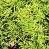GOLDEN TOWER™ ELDERBERRY -Shrubs Central DETA5 3957