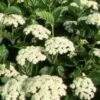 CHICAGO LUSTRE® VIBURNUM -Shrubs Central DETA5 405