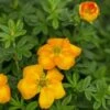 MANDARIN TANGO® POTENTILLA -Shrubs Central DETA5 4199
