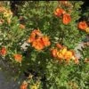 MARMALADE® POTENTILLA -Shrubs Central DETA5 4200