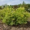 MATCHA BALL® SORBARIA -Shrubs Central DETA5 4202