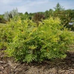 MATCHA BALL® SORBARIA