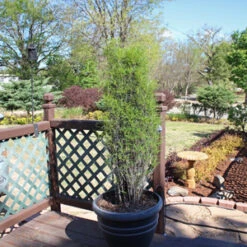 FINE LINE® BUCKTHORN -Shrubs Central DETA5 423
