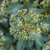 YANG® VIBURNUM -Shrubs Central DETA5 4260