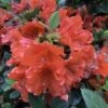 PERFECTO MUNDO® ORANGE AZALEA -Shrubs Central DETA5 4433