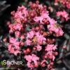 CENTER STAGE® CORAL CRAPEMYRTLE -Shrubs Central DETA5 4452