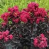 CENTER STAGE® PINK CRAPEMYRTLE -Shrubs Central DETA5 4453