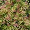 MR. MUSTARD® SORBARIA -Shrubs Central DETA5 4456