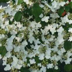 STEADY EDDY® DOUBLEFILE VIBURNUM -Shrubs Central DETA5 4461