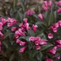 MIDNIGHT WINE SHINE® WEIGELA -Shrubs Central DETA5 4462