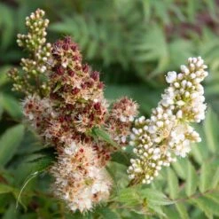 CHERRY ON TOP™ SORBARIA 12 CHERRY ON TOP™ SORBARIA -Shrubs Central DETA5 5197