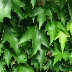 ARMSTRONG GOLD® MAPLE -Shrubs Central DETA5 5466