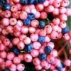 BRANDYWINE™ VIBURNUM -Shrubs Central DETA5 753