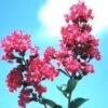 TONTO CRAPEMYRTLE -Shrubs Central DETA5 784