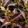 DARK HORSE WEIGELA 2 DARK HORSE WEIGELA -Shrubs Central DETA5 888