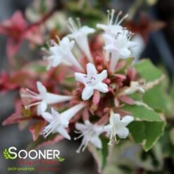 MARDI GRAS ABELIA 9 MARDI GRAS ABELIA -Shrubs Central DETA5 897