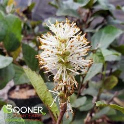 BLUE SHADOW WITCH ALDER -Shrubs Central DETA6 452