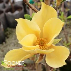 JUDY ZUK MAGNOLIA -Shrubs Central DETA6 4696