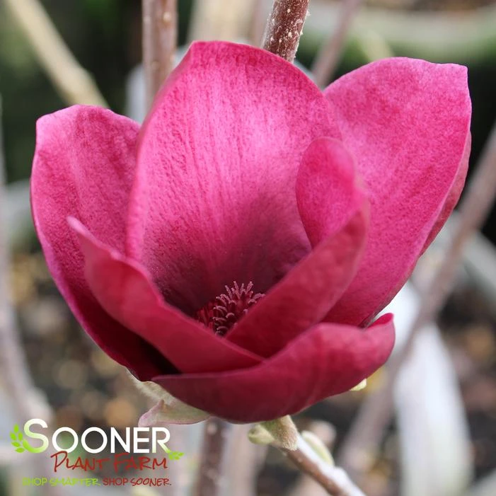 GENIE MAGNOLIA 4 GENIE MAGNOLIA - Image 2