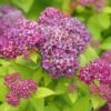 DOUBLE PLAY® DOLLY™ SPIRAEA -Shrubs Central DETA6 5303