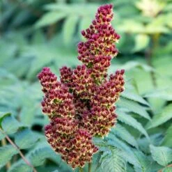 CHERRY ON TOP™ SORBARIA 14 CHERRY ON TOP™ SORBARIA -Shrubs Central DETA7 5197