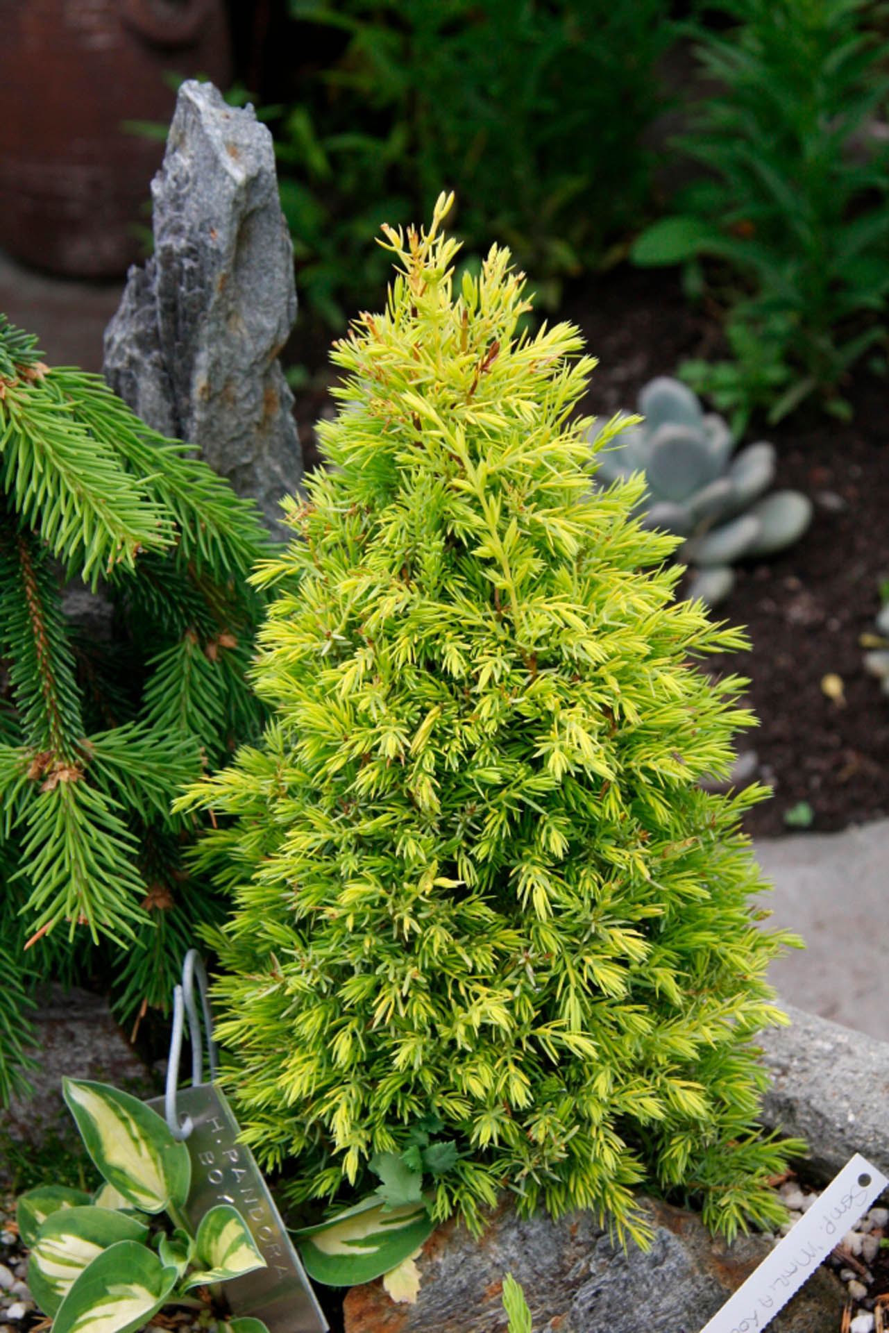 Shrubs Central -Shrubs Central Juniperus communis Gold Cone 2
