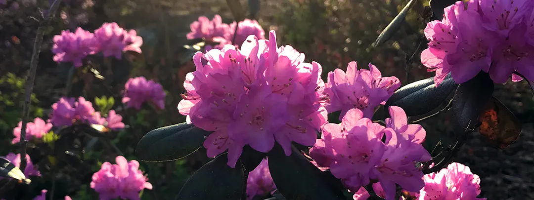 Shrubs Central -Shrubs Central RhododendronBanner