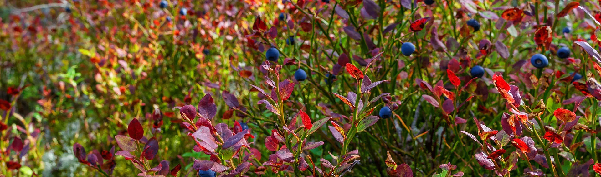 Shrubs Central -Shrubs Central ami shrubs cat banner desktop