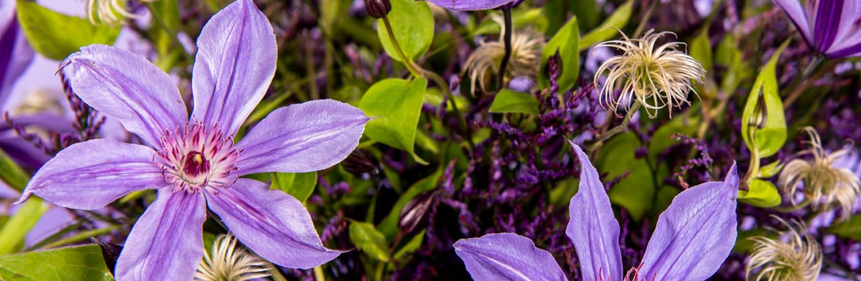 Shrubs Central -Shrubs Central banner clematis
